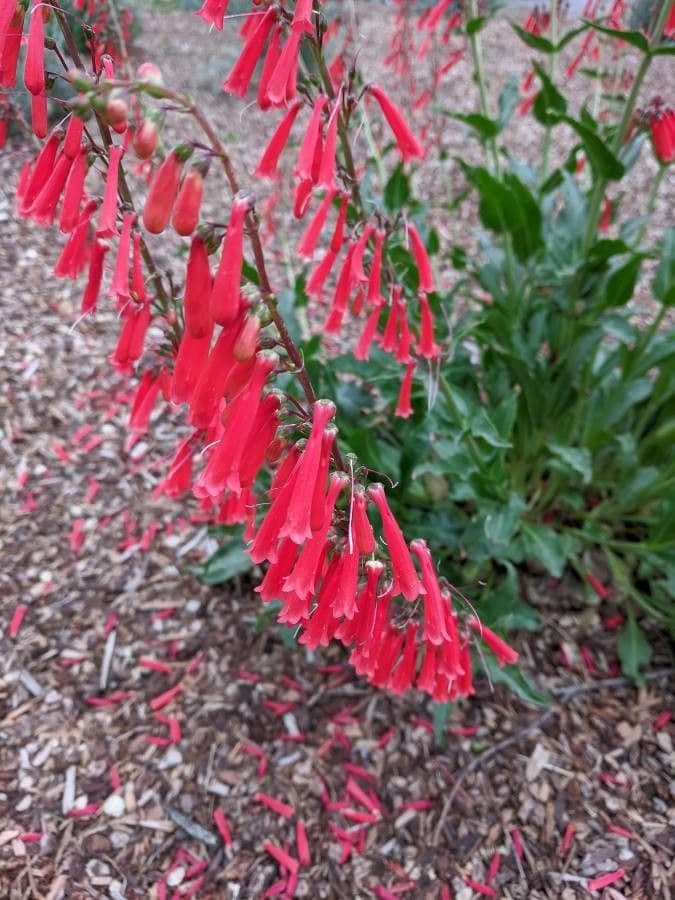 Penstemon eatonii mit scharlachroten Roehrenbluten an einem sonnigen Felsabhang