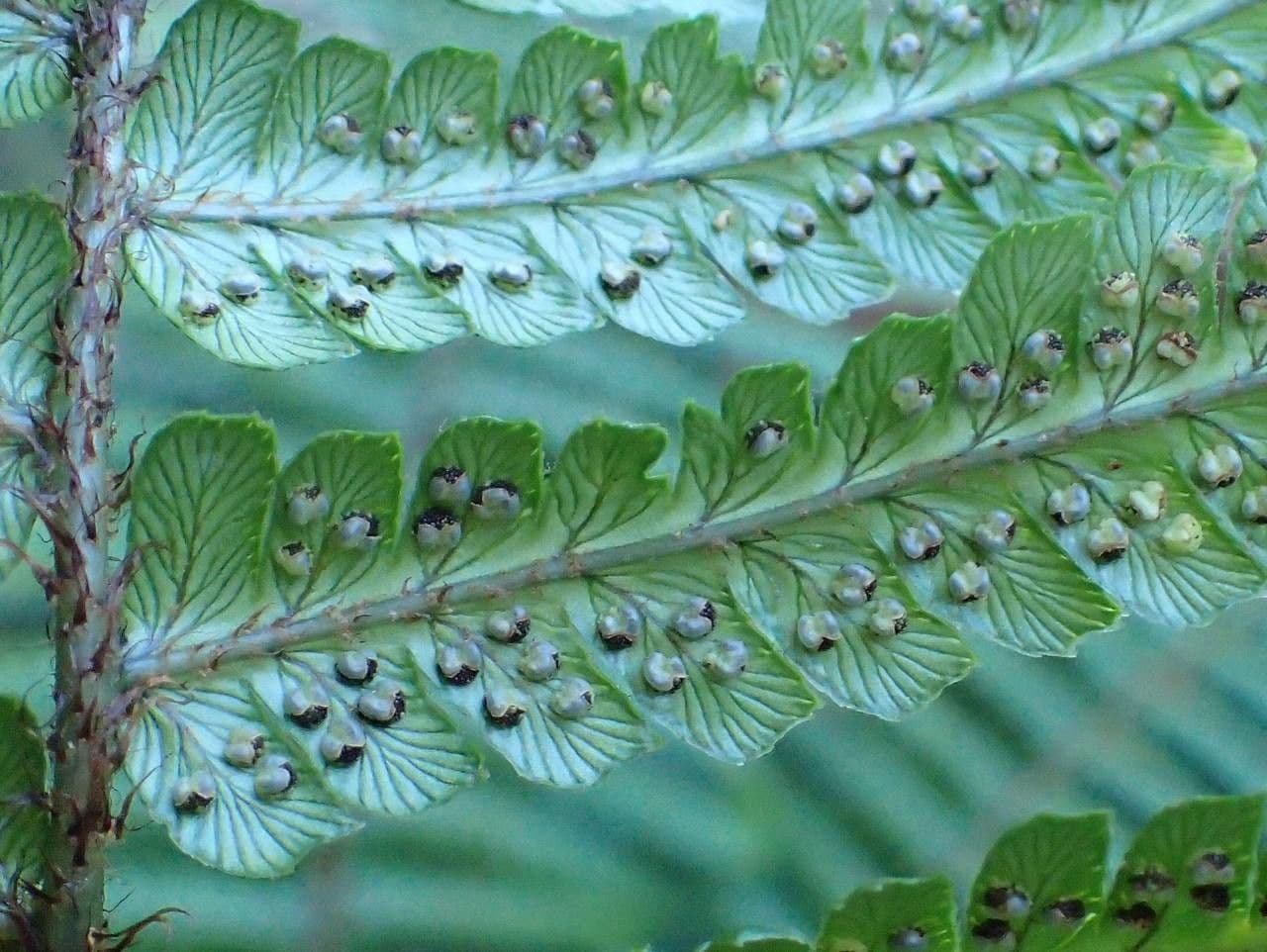 Delicate green feathery fronds of alpine woodfern against bark