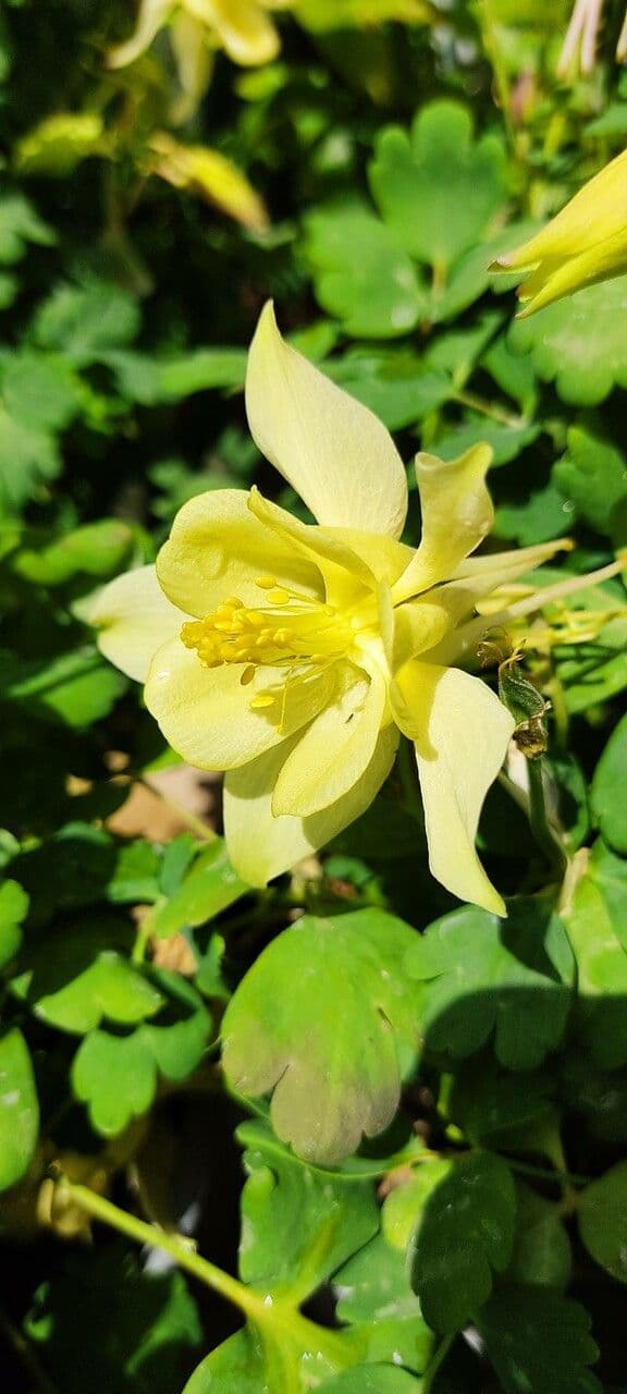 Yellow flowers of Aquilegia flavescens in spring