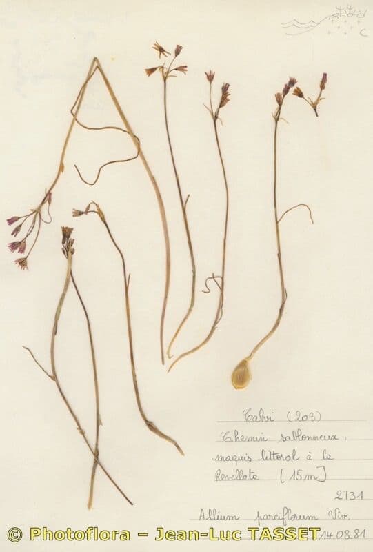 Fleurs pourpres d'Allium parciflorum