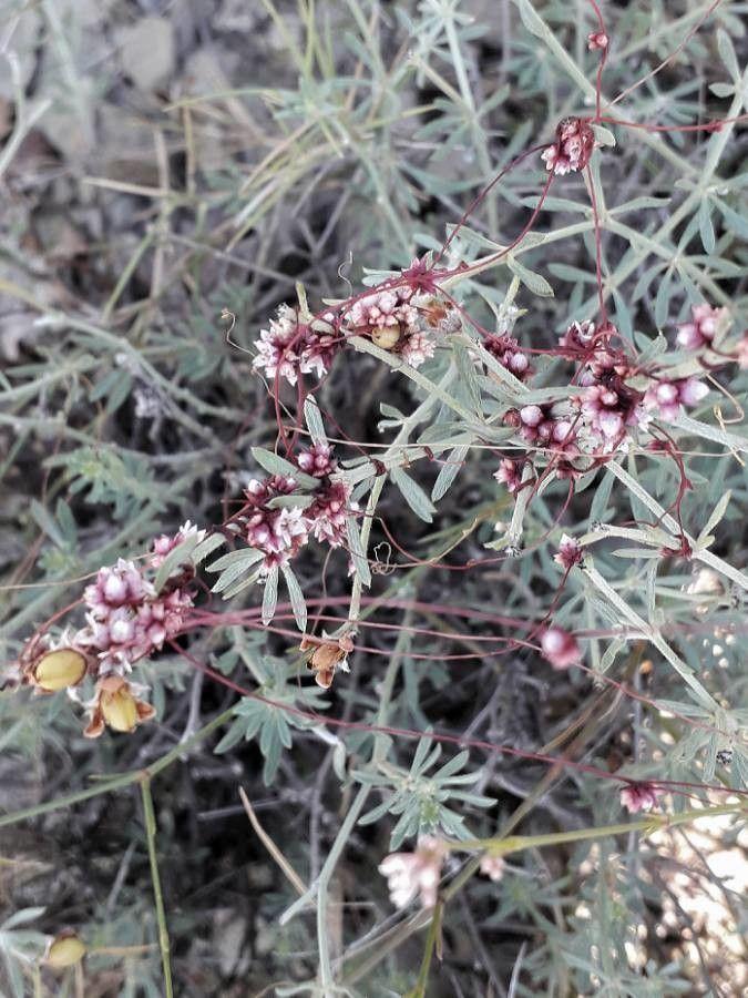 Quendel-Seide windet sich um eine Klee-Pflanze auf einer sonnigen Wiese
