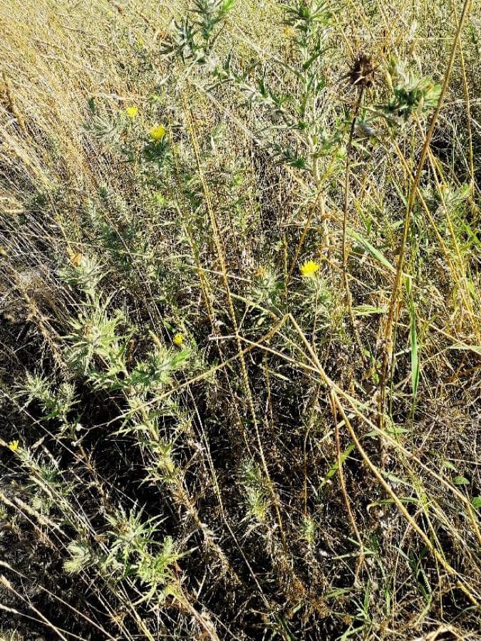 Distaff thistle with yellow flowers