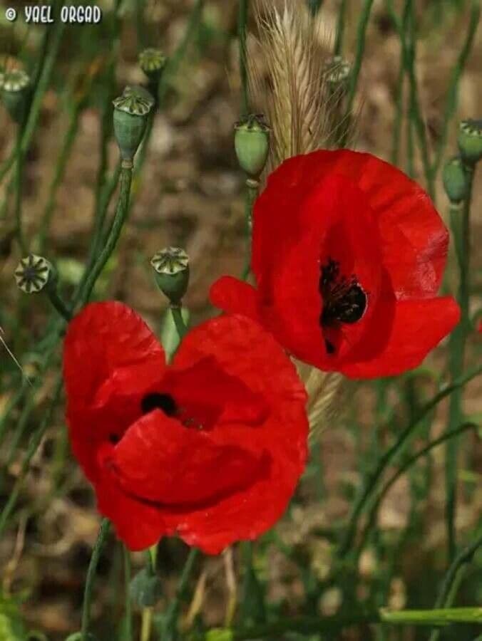 Rote Papaver-humile-Bluten im Sonnenlicht