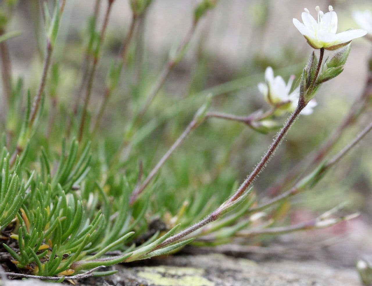 Minuartie recourbée avec feuillage fin courbe et petite fleur blanche