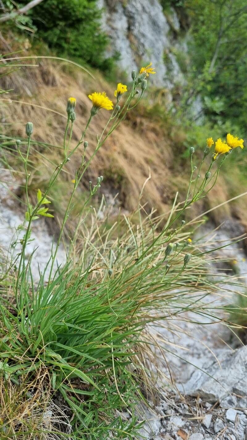 Gele bloemen van Hieracium porrifolium op slanke stelen
