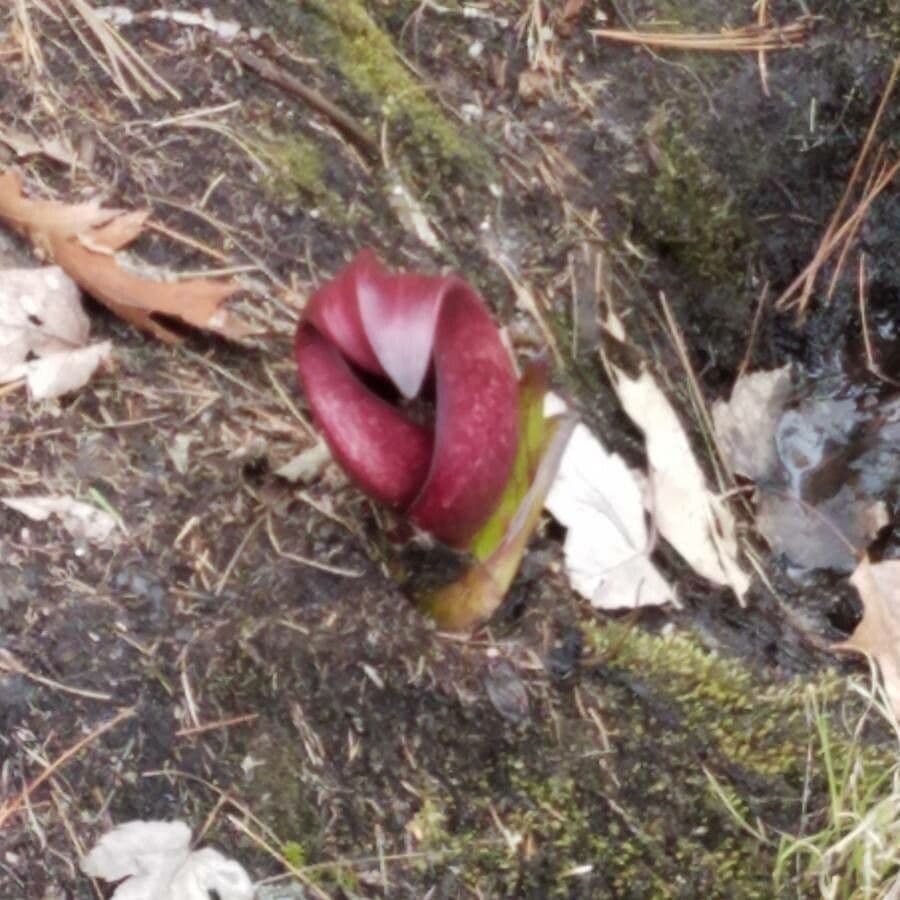 Symplocarpus foetidus met paarse spathe in vroeg voorjaar