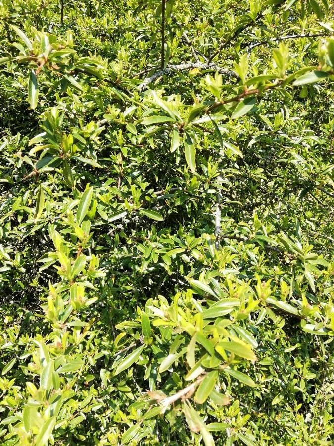 Pyracantha atalantioides mit gelben Beeren