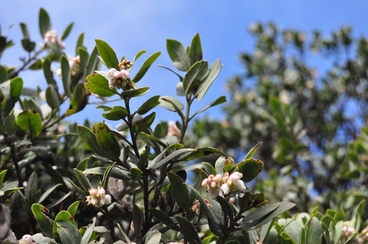 Arctostaphylos columbiana avec ses grappes de fleurs blanches et son ecorce rouge-brun sur un versant côtier