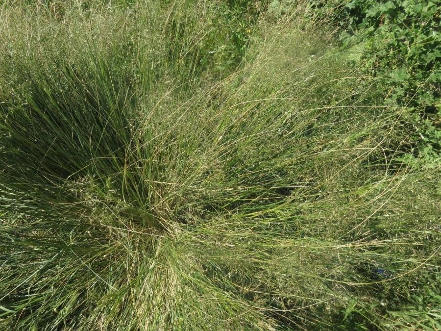 Alkali-sporobool met fijne halmen en luchtige pluimen in een droge steppenlandschap