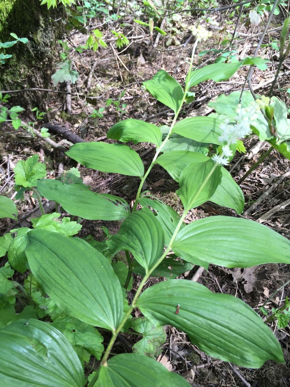 Traubige Schattenblume mit weißen Blüten im Waldhabitat