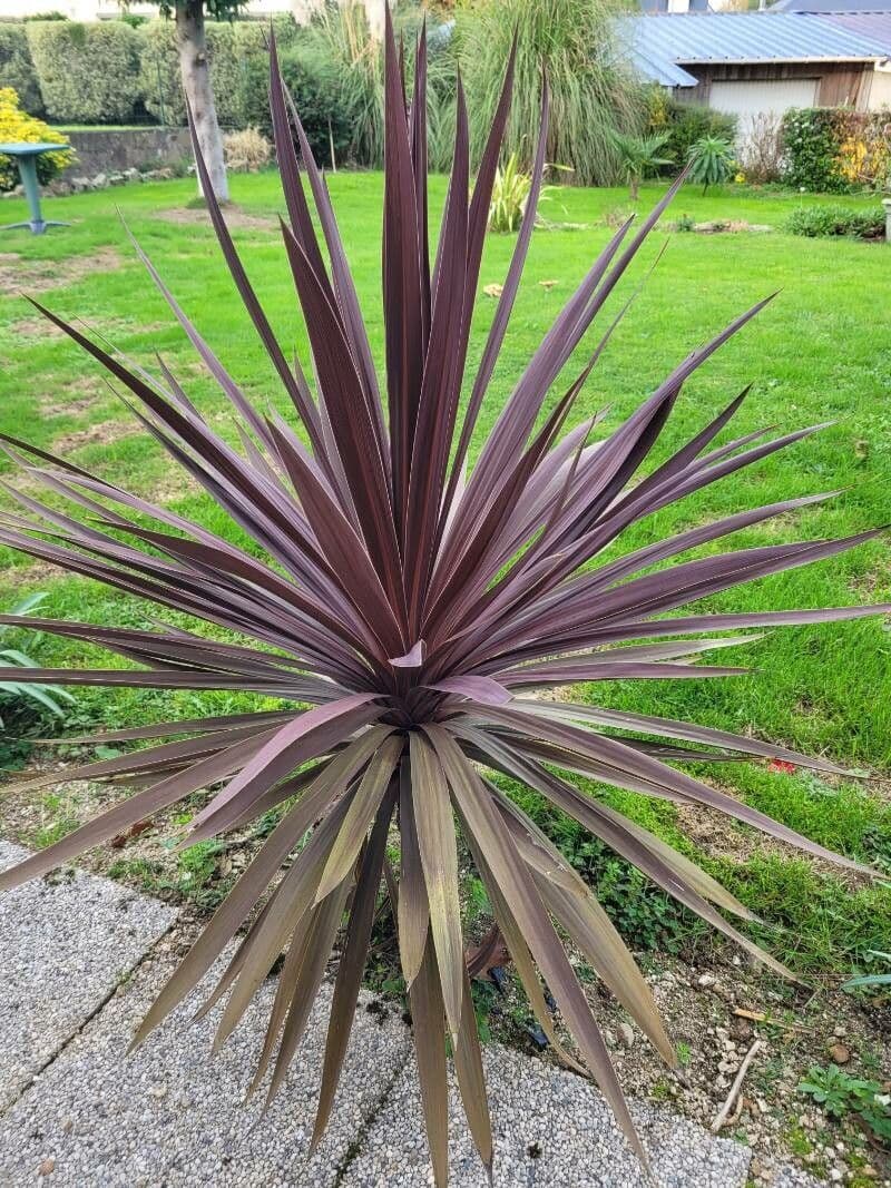Cordyline australis palm-like plant with dense crown