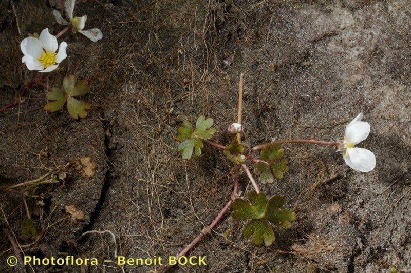 Reine weie Bluten des Ranunculus ololeucos im Sumpflicht