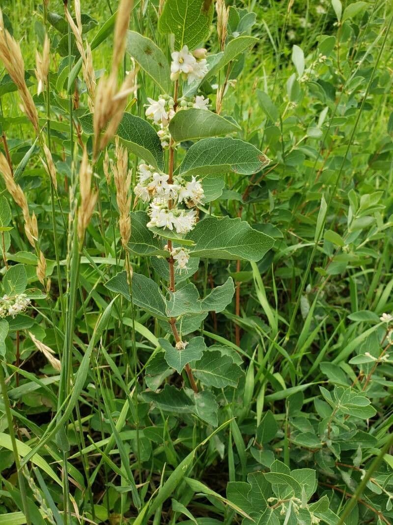 Baies blanches de Symphoricarpos occidentalis en lumière automnale