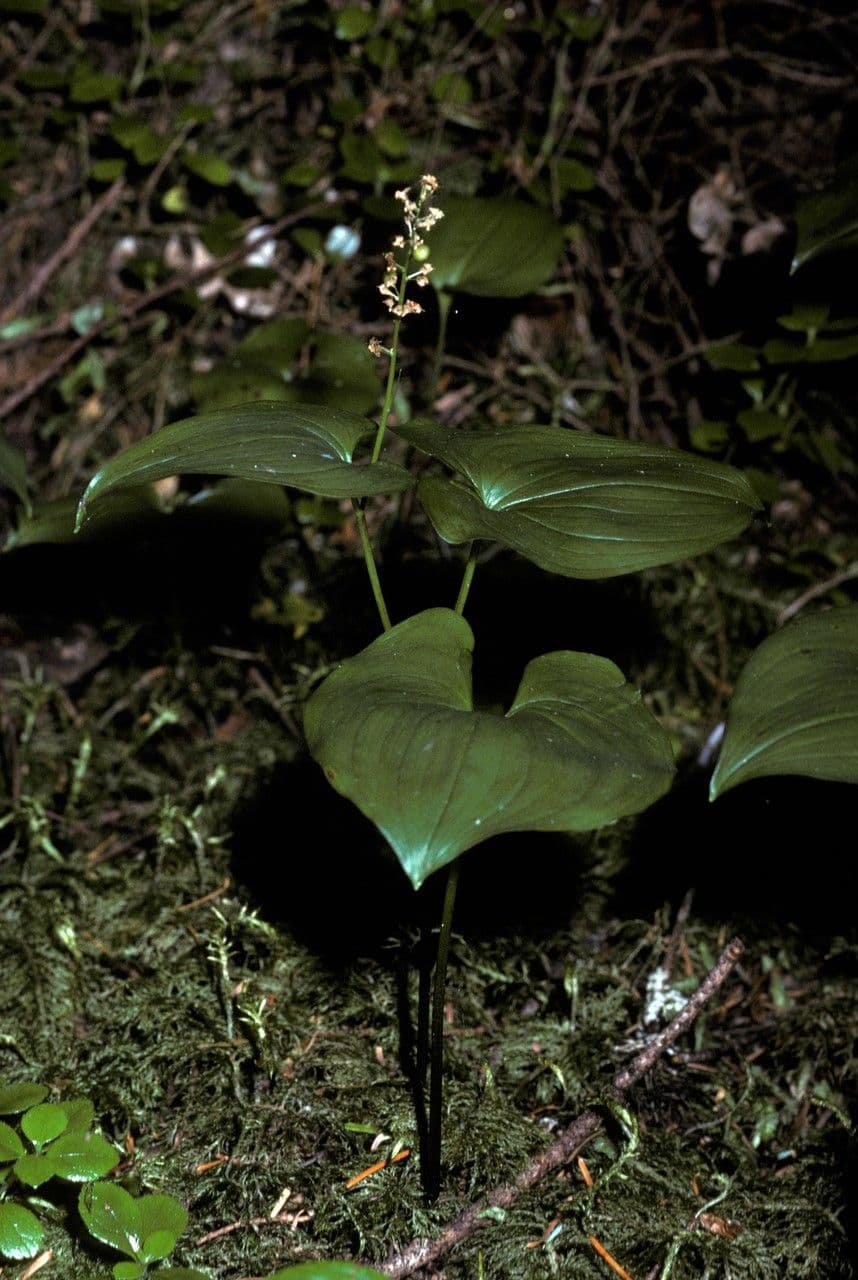 Maianthemum dilatatum maiantheme dilate avec de larges feuilles en coeur et des epis de fleurs blanches a l'ombre