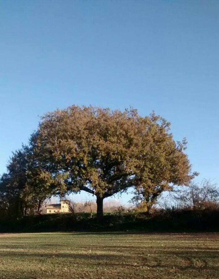 Ausgewachsene Flaumeiche im Frühjahr mit weichen, behaarten Blättern und gelben Kätzchen