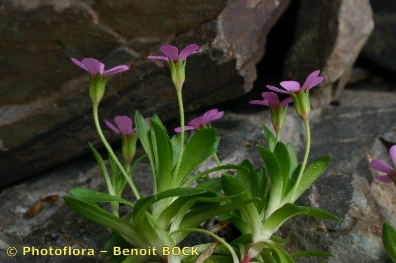 Androsace ciliata mit dichten Polsterrosetten und kleinen violetten Blueten auf einem felsigen Hang der zentralen Pyrenaeen