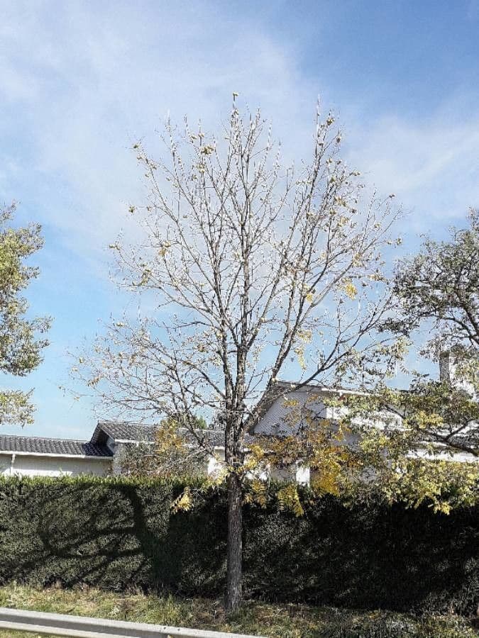Noyer noir (Juglans nigra) avec tronc massif et feuillage luxuriant