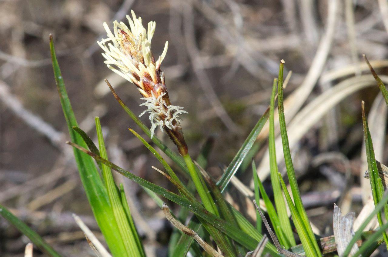 Heide-Segge (Carex ericetorum) in natürlichem Standort zwischen Heidekraut und Nadelwald