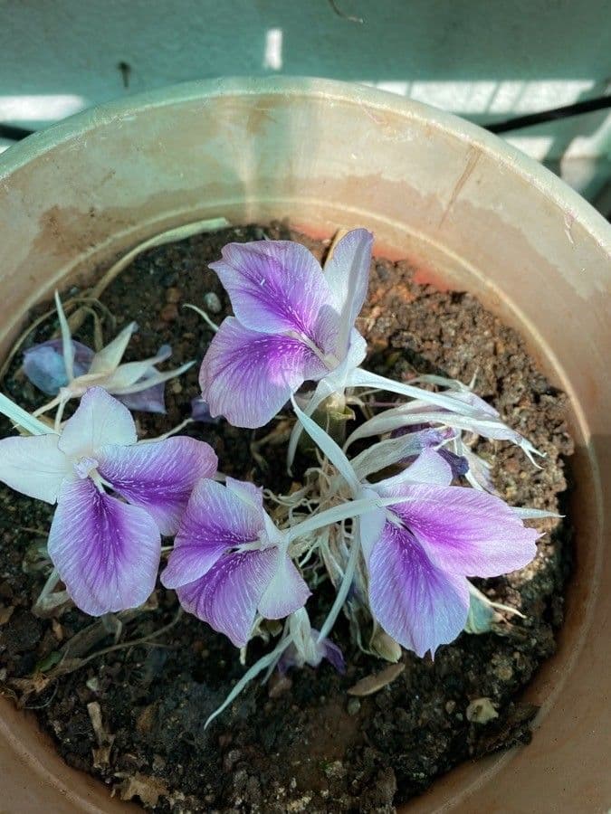 Fleurs violettes du crocus indien dans jardin tropical