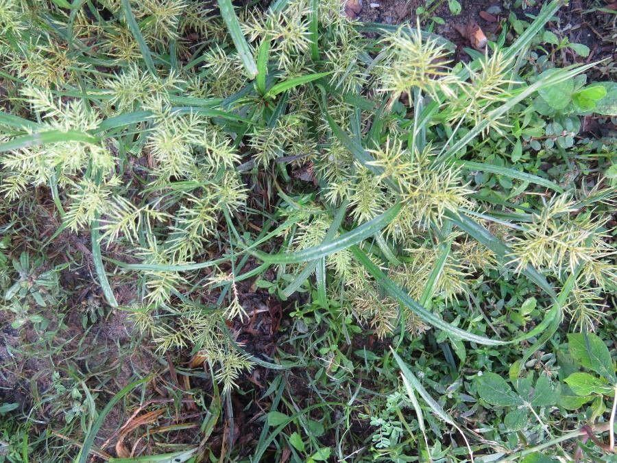 Erdmandel in voller Blüte auf einem sonnigen Beet, mit flauschigen Blütenständen über grünen Halmen.