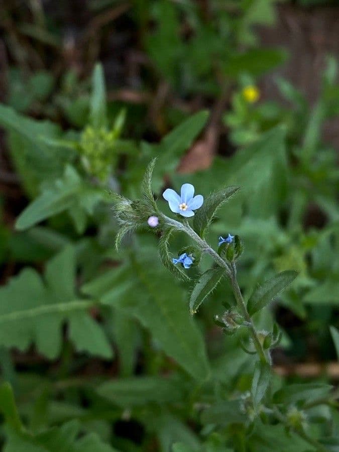 Bardane-oubliette aux fines fleurs bleues et aux graines spiculeuses caractéristiques