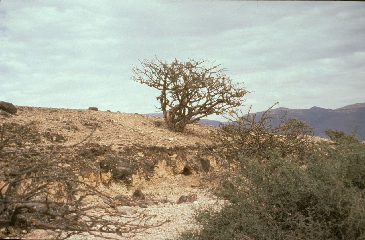 Boswellia sacra Weihrauchbaum