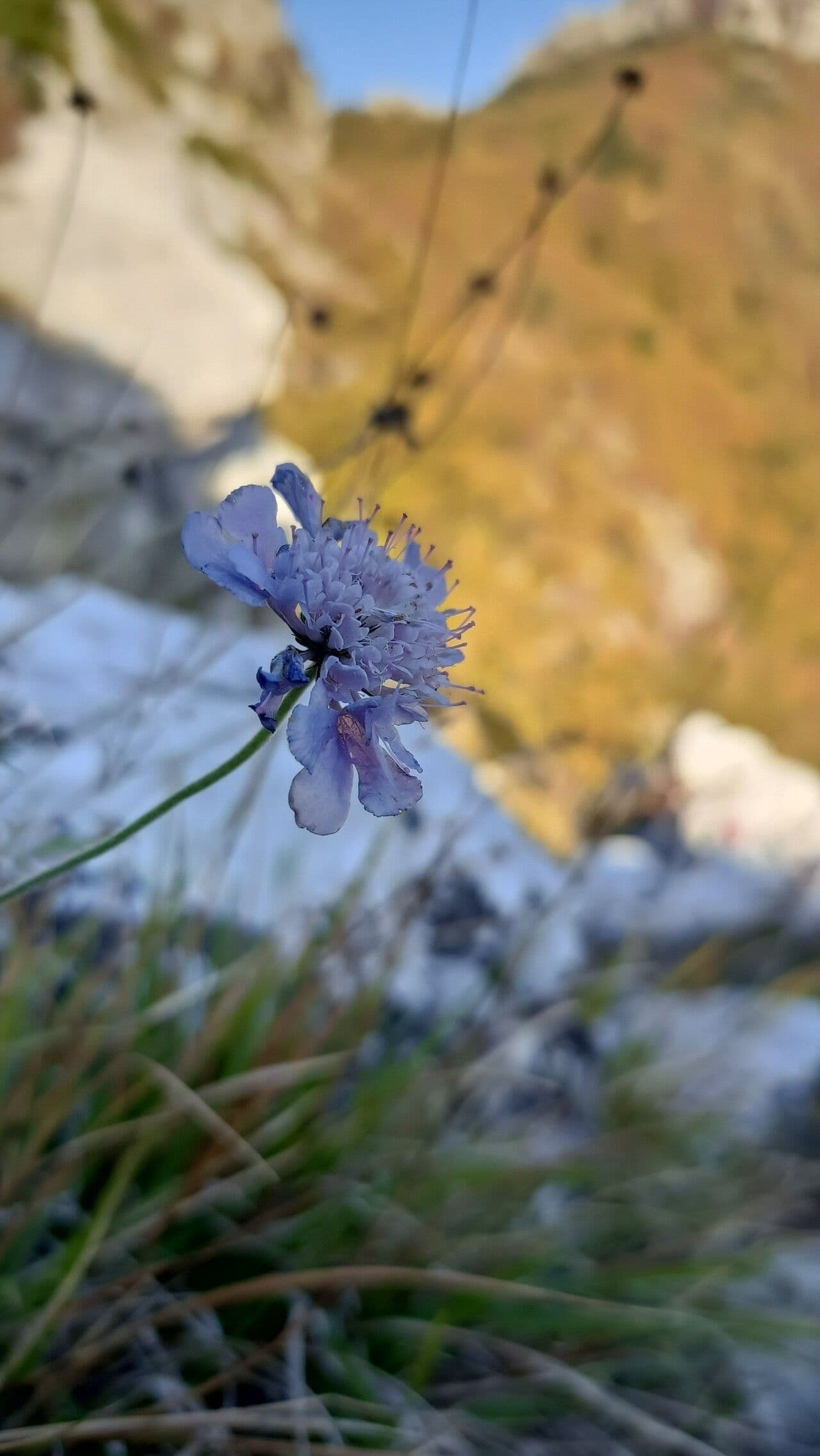 Scabieuse grise aux fleurs bleues