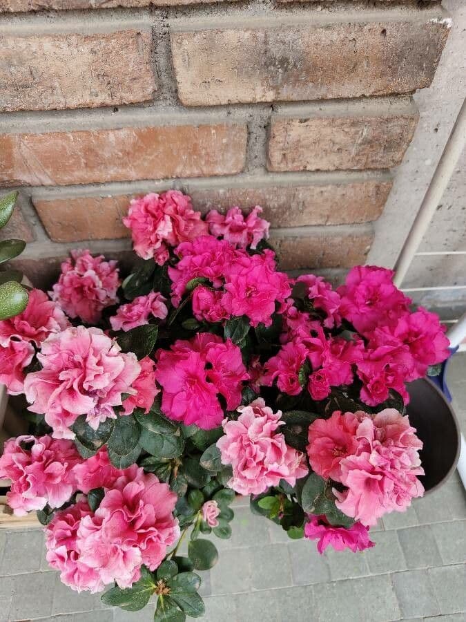 Azalea alabamensis shrub with colorful flowers