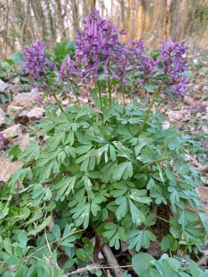 Fester Lerchensporn in voller Blüte unter lichtem Laubdach in einem Waldgarten