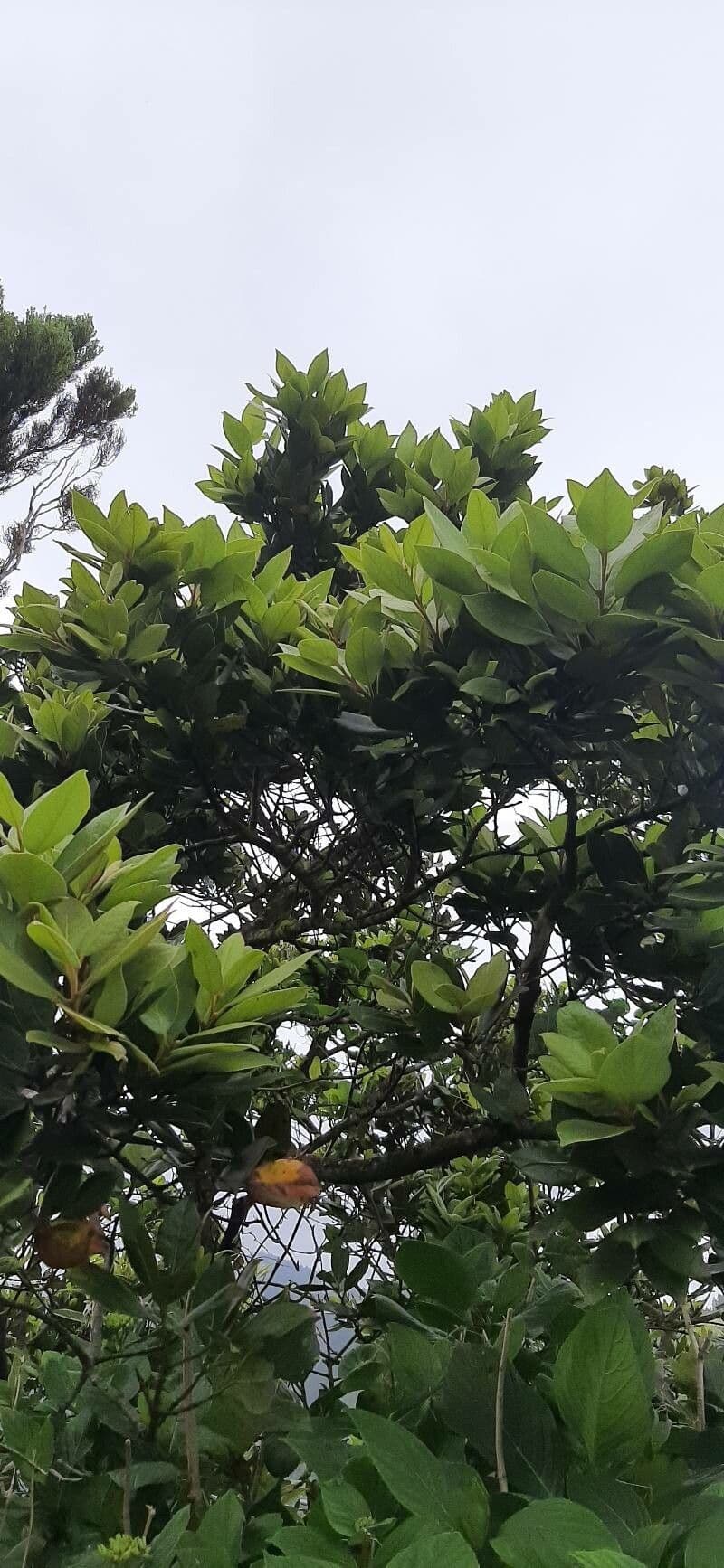 Laurus azorica met glanzend groen bladwerk en zwarte bessen