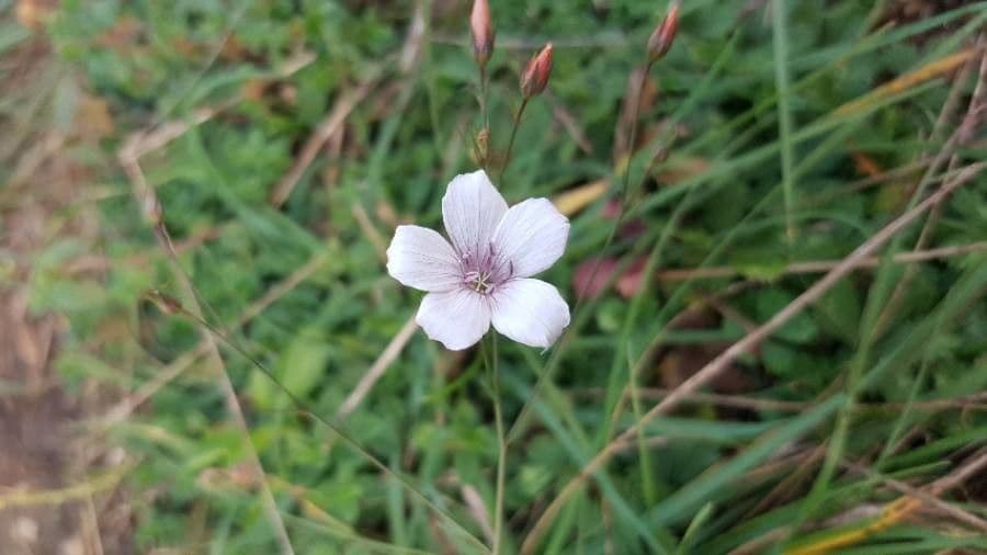 Linum tenuifolium rode bloem detail