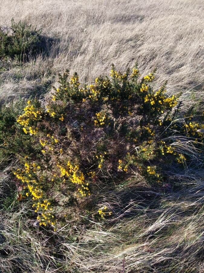 European gorse with golden yellow flowers and green spiny foliage