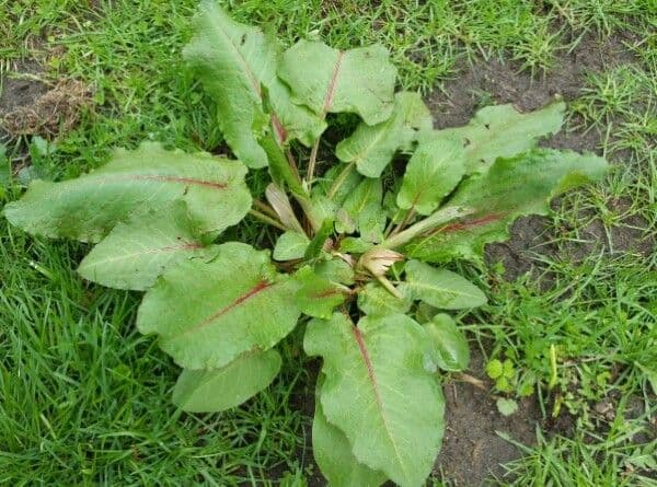 Plante d'oseille avec des feuilles caracteristiques et rigides