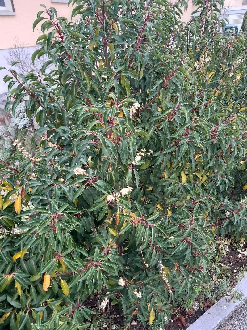 Portugiesische Lorbeerkirsche als dichte Hecke in einem Garten mit halbschattiger Lage