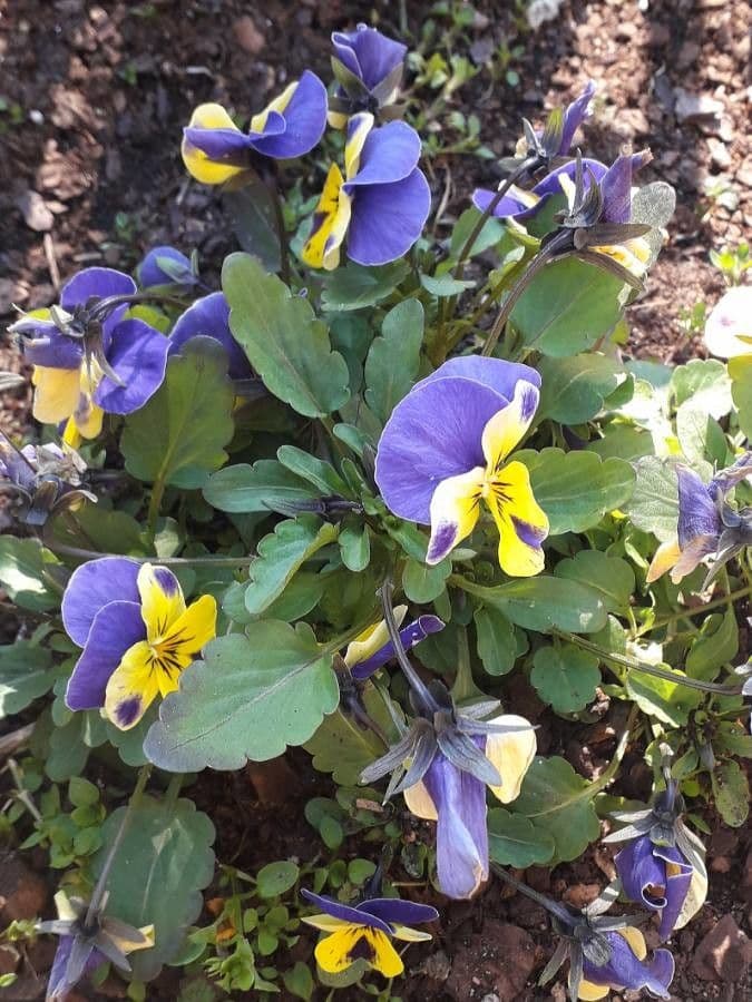 Wildes Stiefmutterchen zeigt dreibunte violett-gelb-weisse Bluten