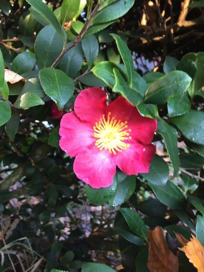Elegante rosa Blüten der Camellia sasanqua in Winterblüte