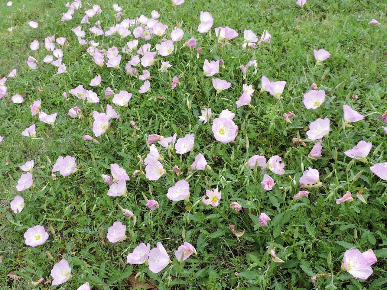 Fleurs d'Oenothera speciosa rose et blanc s'ouvrant à la tombée de la nuit