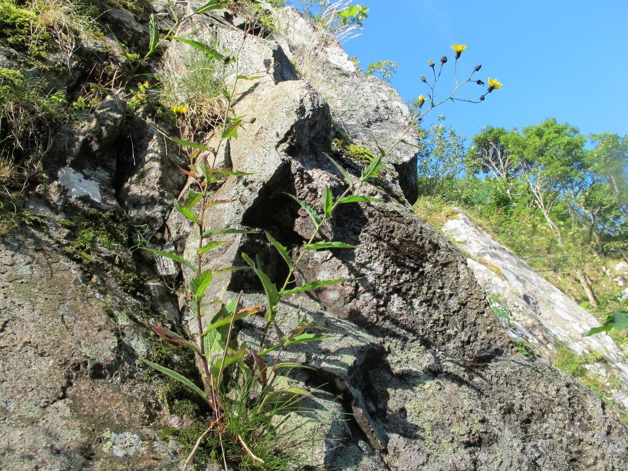 Hieracium inuloides yellow flowers on a rocky mountain slope