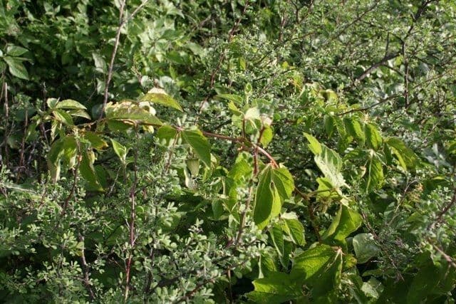 Passiflora bryonioides climbing plant with passion flowers