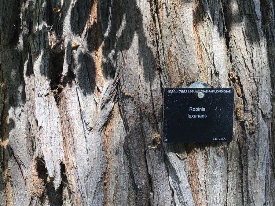 Robinia neomexicana Baum dicht behangt mit rosa-violetten Blutentrieben im Fruhsommer