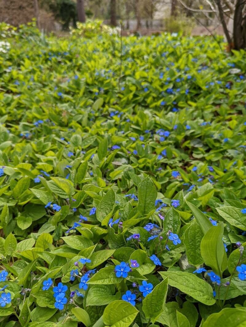 Fruhlings-Gedenkemein mit zarten blauen Bluten im Fruhling