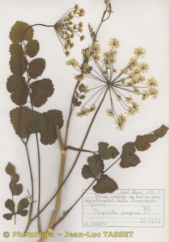 Weiße Blutenklusters der Pimpinella peregrina Pflanze