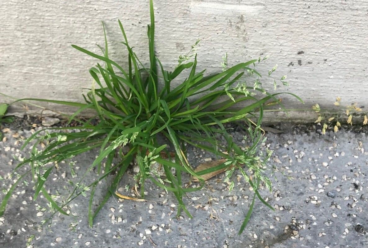 Poa annua jaehrliches Rispengras in Blute mit grunen Rispen