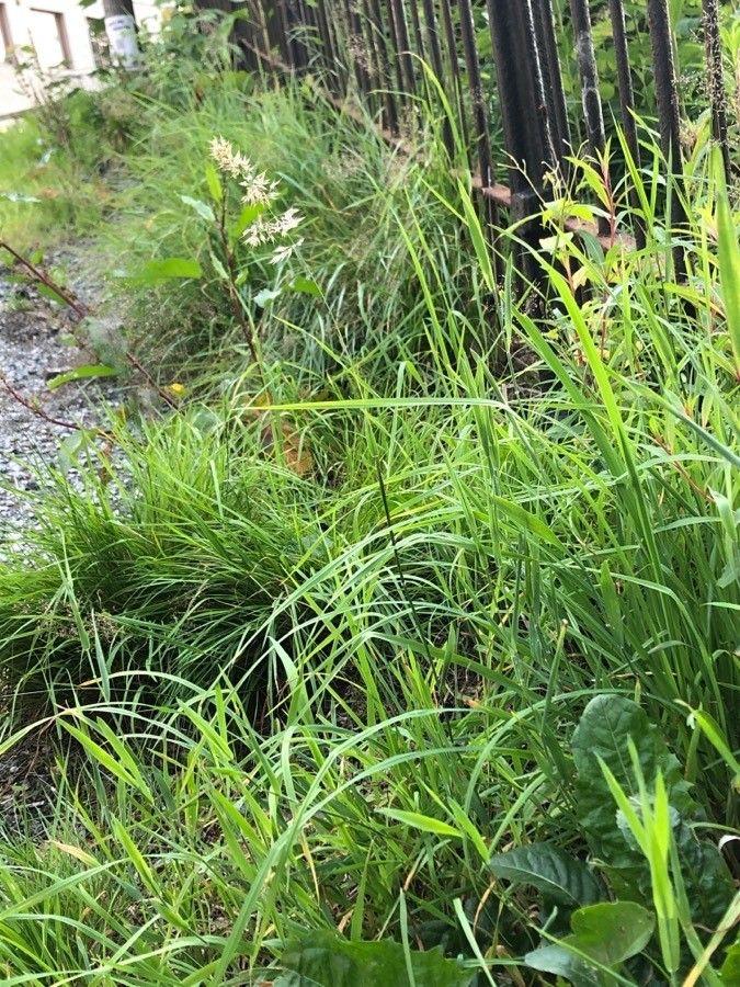Wolliges Honiggras (Holcus lanatus) in voller Blüte in einem feuchten, sonnigen Garten