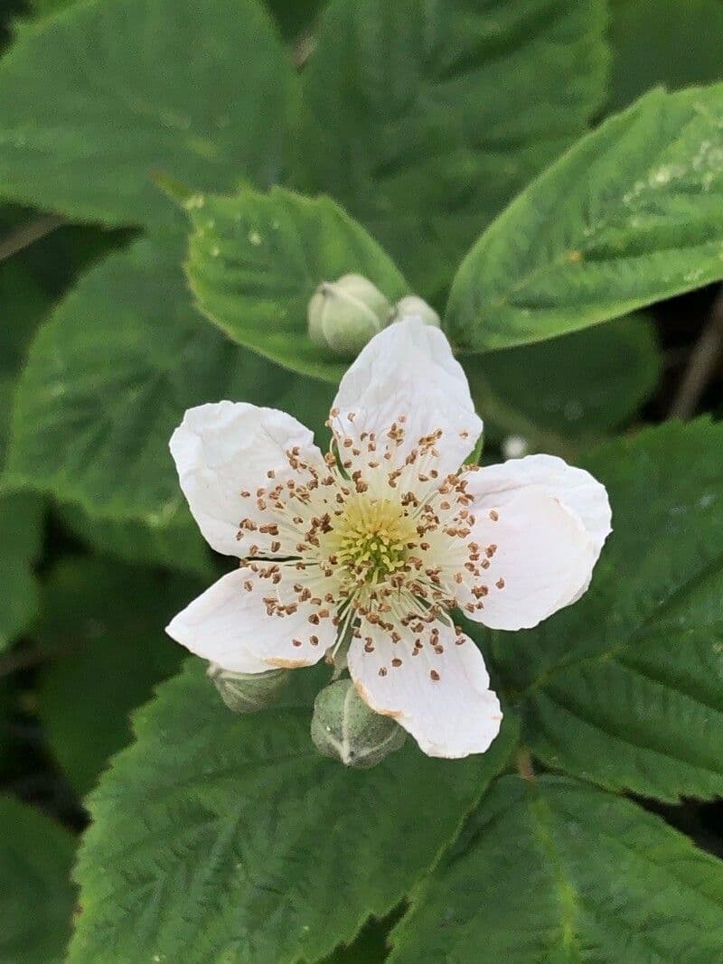 Red berries of fierce bramble with thorny foliage