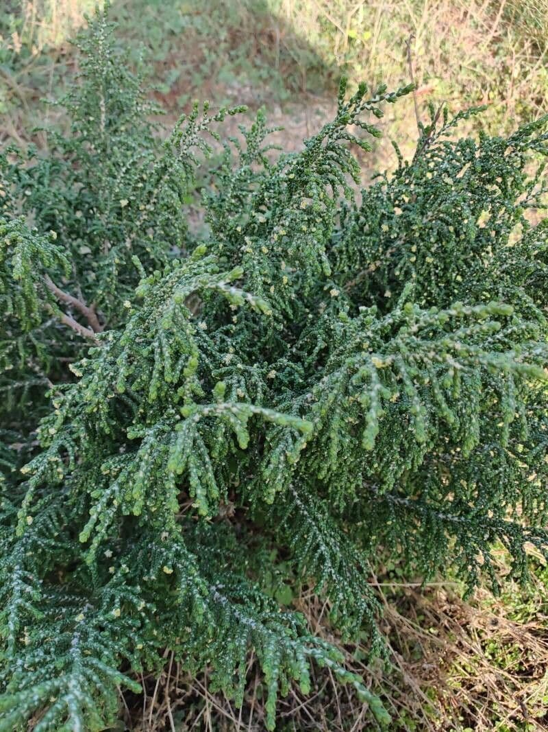 Pflanze Thymelaea hirsuta
