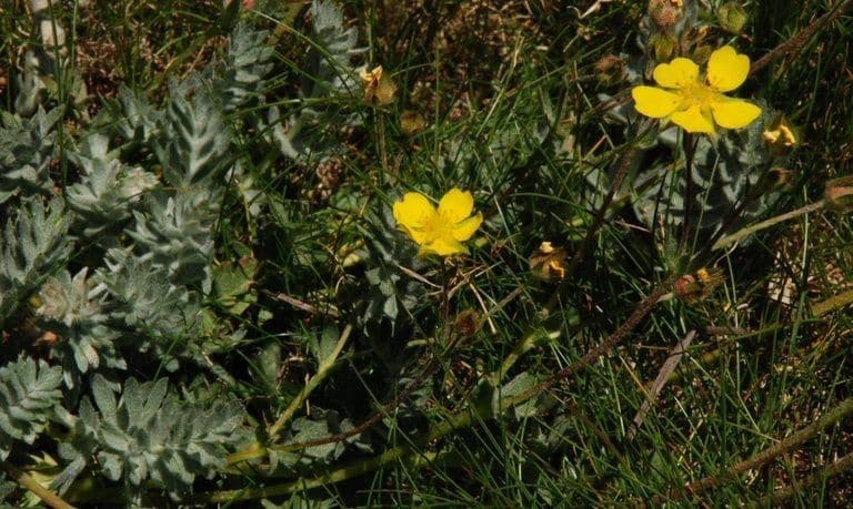 Drummond cinquefoil with yellow flowers in alpine rocky terrain