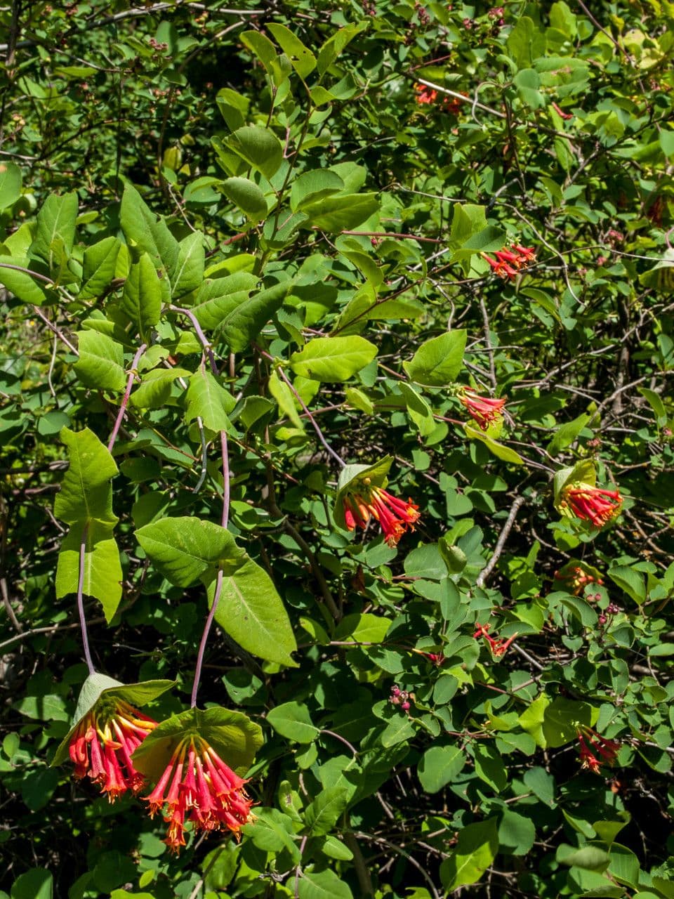 Orange Honeysuckle displaying intense orange-red tubular flowers
