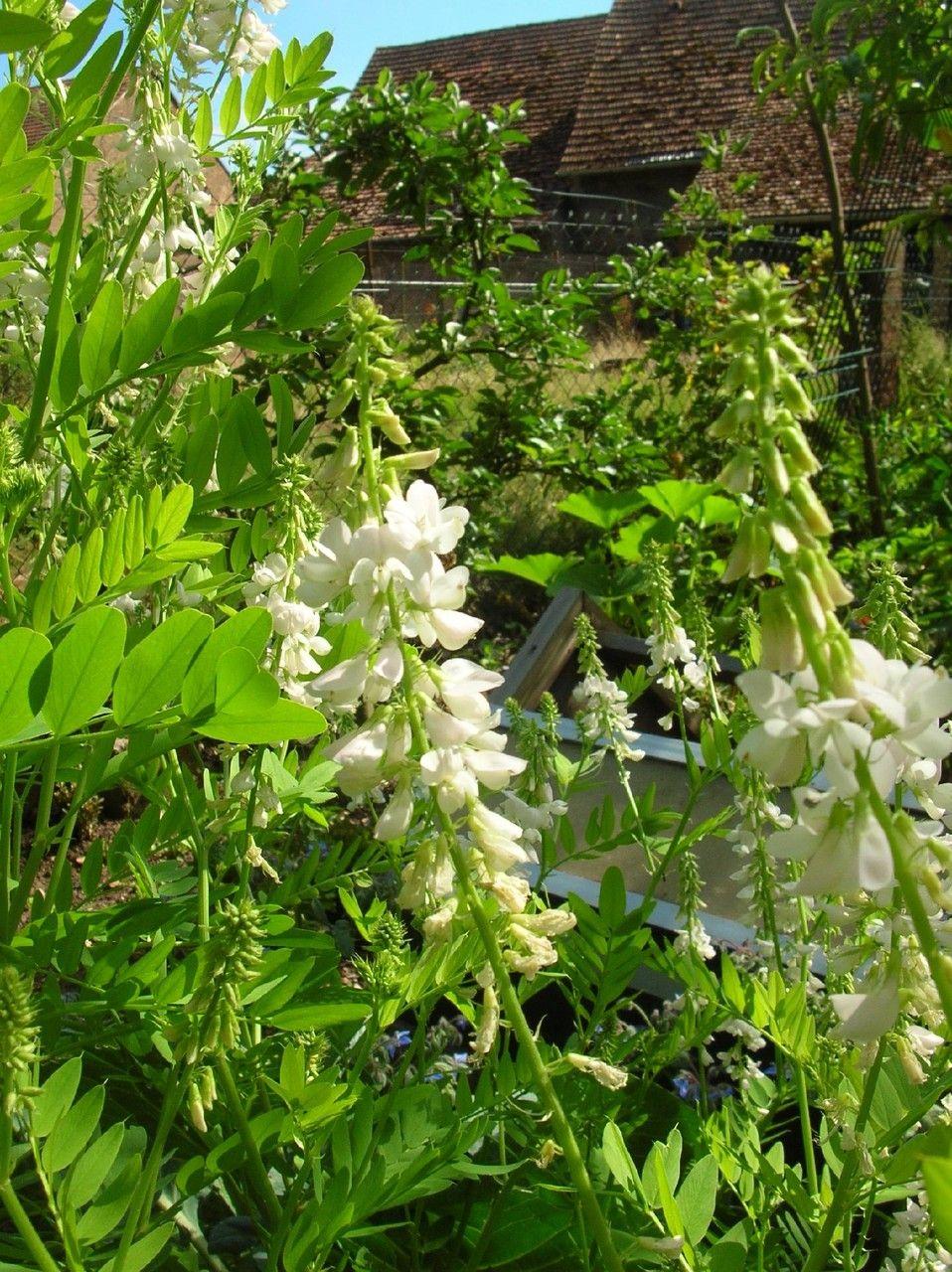 Plante de réglisse en pleine floraison avec fleurs violettes et feuilles pennées dans un massif ensoleillé