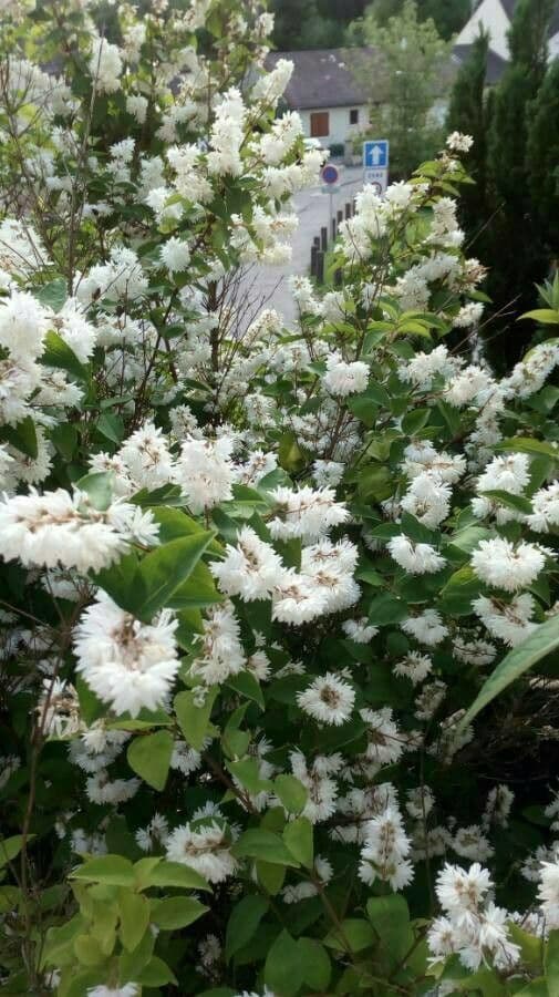 Deutzia shrub full of white star-shaped flowers in full bloom